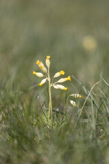 daisy in the grass