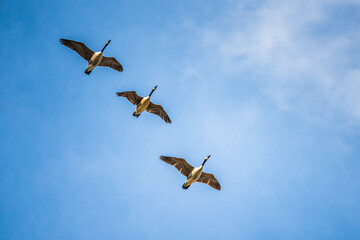 Flock Of Canada Geese