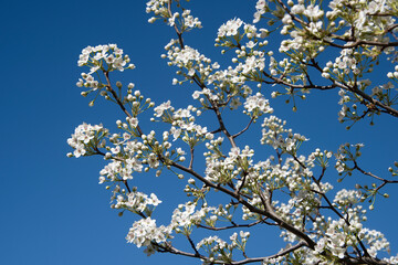 Callery Pear Tree against a Blue Sky