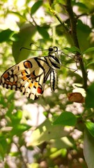 butterfly on a leaf