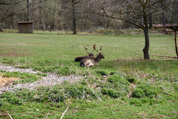 two red deer are lying in the grass