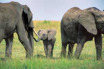 Naklejka na ściany i meble Famille Eléphants Loxodonta africana au Masaï Mara Afrique Kenya