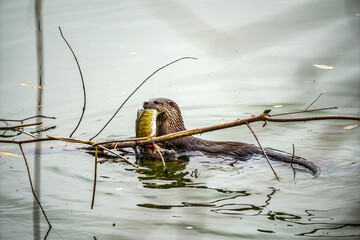 Otter eating Fish