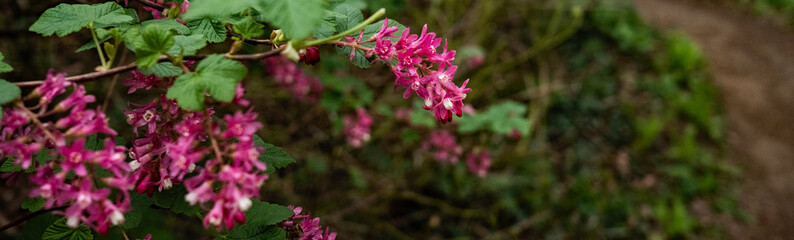 SPRING FLOWERING TREE