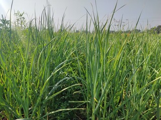 green rice field