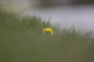 flowers in the grass