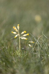 daisies in the grass
