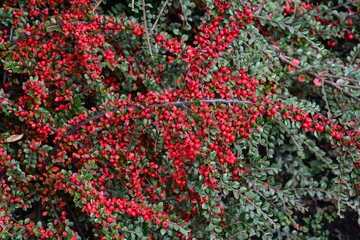 Bush with red tiny berries Cotoneaster horizontalis