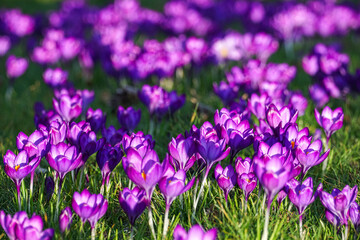 purple crocuses blooming on grass meadow in early spring sunshine