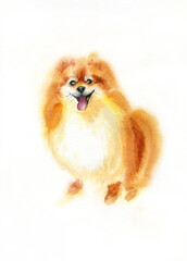 The Pomeranian red hair dog. Watercolor