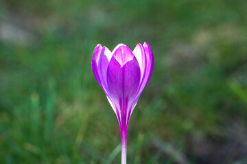 Close up of a single purple crocus flower