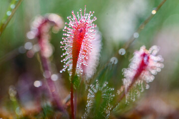 Sundew with water droplets at sunrise in natural environment
