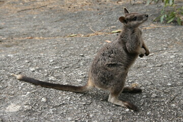 Wallaby, Känguru - Australien