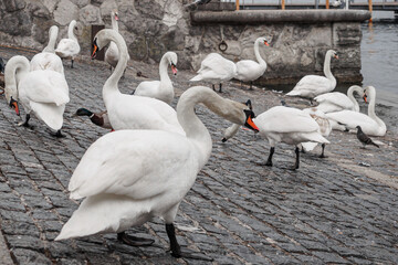 Swans on the embankment of lake Zurich, Switzerland
