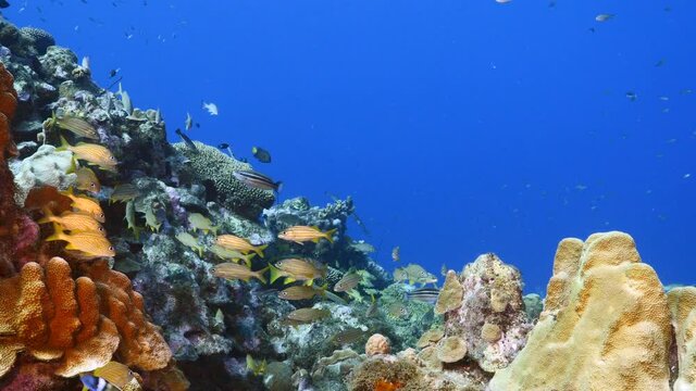 School of Grunts in coral reef of Caribbean Sea, Curacao