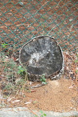 tree trunk sawn with green wire mesh