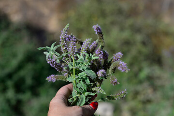 Woman holds a bunch of fresh blooming mint herbs with violet flowers. Horizontal, close up