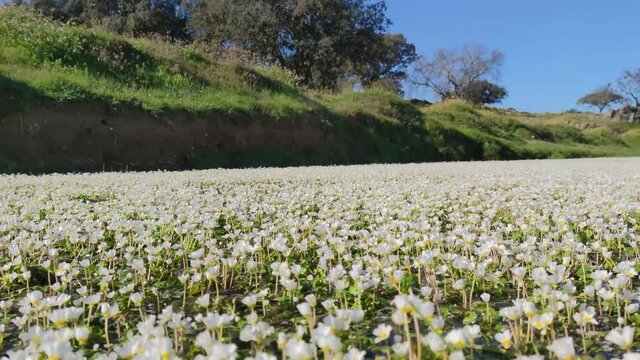 video of white flowers covering a river in a meadow in spring, 4k