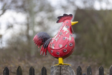 rooster in the farm