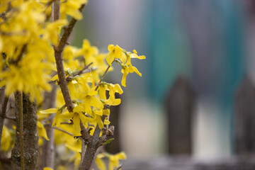 yellow flowers