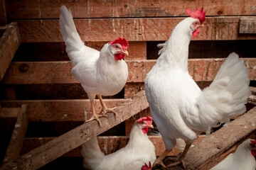 white chickens  inside a farmyard