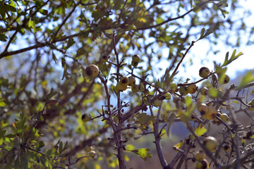 Fototapeta na wymiar Small yellow berries, Crab Apples Growing on a Tree in the Wild