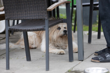 jack russell terrier