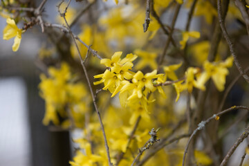 yellow flowers in spring