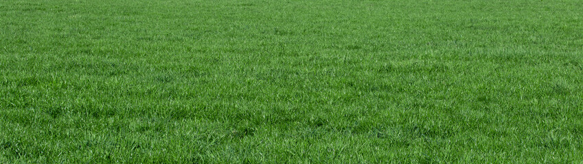 background of green grass field	