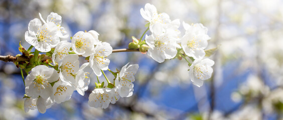 close up of cherry flowers under sunlight - spring time flowers	
