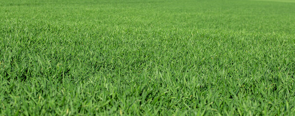 background of green grass field	