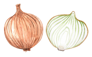 Watercolor whole and cut onion set isolated on white background