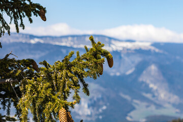 Gros plan sur une branche de sapin dans le massif du Vercors (Isère, France)