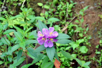 flower in the garden