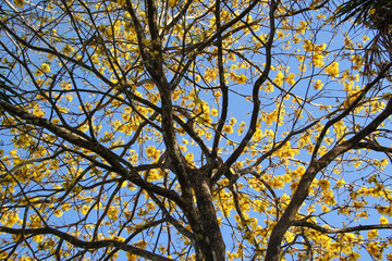 Corteza Amarilla Tree in the Sky