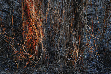 Lianas and branches from dead plants twine around trees spring in Siberia sunlight shines pointwise on the trunks a wall of snags