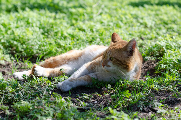 Naklejka na ściany i meble A spotted street cat is lying on the grass and basking in the sun. Street cat. Abandoned pet.
