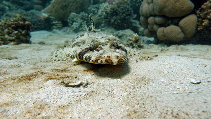 Crocodile fish, fish bone type fish Osteichthyes Flathead (Platycephalidae). Crocodile fish,...