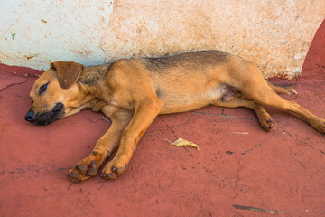 Mutt dog. Pets and company.