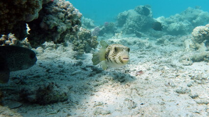 Arothron stellatus - Star puffer - This puffer (or arotron) . one of the largest of the genus...
