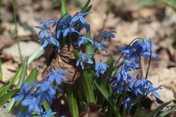 Scilla. Bifolia flower in forest, spring flora bloom. Natural scilla petal blooming at springtime....
