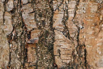 Tree bark as a background texture. Copy, empty space for text