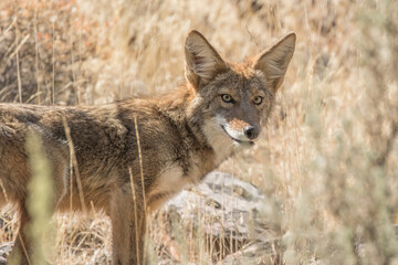 A Brave or Foolish Coyote