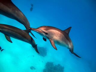 Spinner dolphin .Stenella longirostris is a small dolphin that lives in tropical coastal waters around the world.