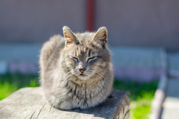 A street cat is sitting on a bench. The courtyard, abandoned cat walks. Thoroughbred, domestic pet.