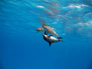 Spinner dolphin .Stenella longirostris is a small dolphin that lives in tropical coastal waters around the world.
