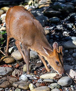Munjak also known as barking deer. Latin deer - Muntiacus muntjak	