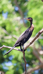 Snakebird on a Branch