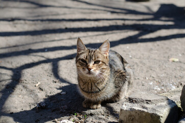 The street cat is walking. Yard, stray cat. Abandoned pet. Spotted cat in the spring.