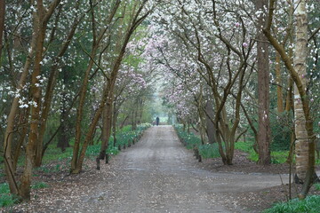 Eine Allee mit Magnolien Bäume die  weißen und rosa Blüten tragen. Am Ende des Weges sieht man...
